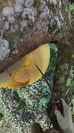 Watch Honey Harvest: Nature's Sweet Bounty