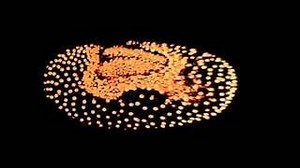 A luminescent portrait of cell movements in a developing embryo