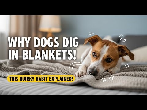 Why Dogs Dig in Blankets – Understanding and Managing This Quirky Behavior