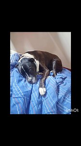 Happy 1 year Adopt-a-Birthday Maya 🩶 Our beautiful May May absolutely living and loving life. A little something from her Mom: "Can you believe a year ago today I drove Maya home. I remember that day, feeling nervous, questioning if I'm doing the right thing 🫣, but 1 year later and I would not have it any other way. Maya is family ❤️ she's not only helped my girls with their fear of dogs but so many other kids and I'm so proud and so lucky I got the best dog baby ever. When I hear parents say 