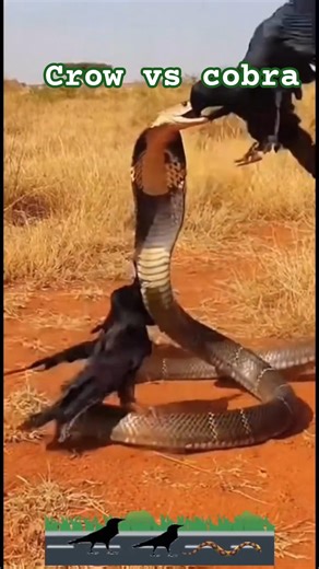crow vs cobra snake.🐦🔥🐍 #youtubeshorts #shorts