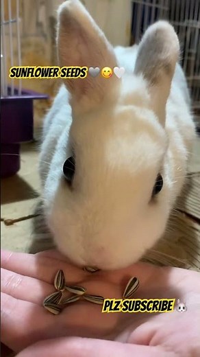 Netherland Dwarf Bunny the smallest rabbit in world #rabbit #pets #coelhoanao #foryou #naturelovers