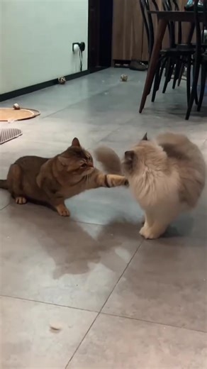 #CapCut I made this amazing video with CapCut. Open the link to try it out: capcut.com/tools/desktop-video-editor