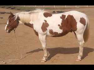 GEORGE. 14.2 gelding very polite and gentle