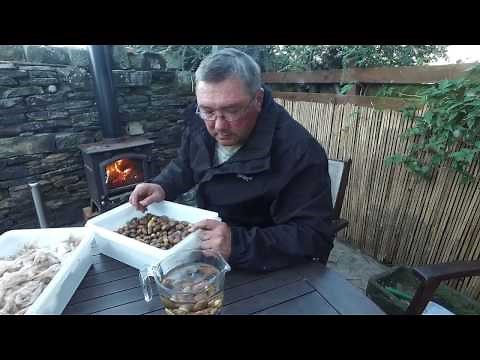 Planting the Future How to grow Acorns plant your own Oak trees How to plant Acorns