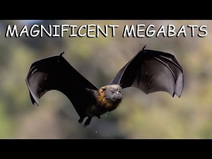 Grey-headed Flying Fox Colony’s Morning Activities