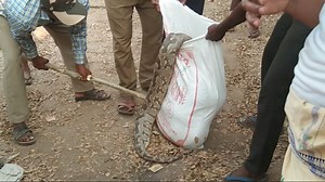 [Watch] Forest Staff ‘Mute Spectators’ In Brutal Killing Of Python In Odisha!
