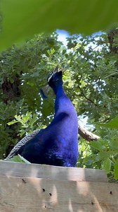 Peacock farmlife & nature photographer on Instagram: "#oklahomapeacocks Happy Sunday y’all! I hope each & everyone of you have a wonderful day! Also a sound off for: Happy Father’s Day to all Fathers everywhere! #riseandshine☀️ #happyfathersday #sundayvibes #farmlife #peacock #peacocks #peacock #peacocksofinstagram #peafowl #backyardbirds #birdlife #backyardchickens #mypets #chickensofinstagram #chickensofig"