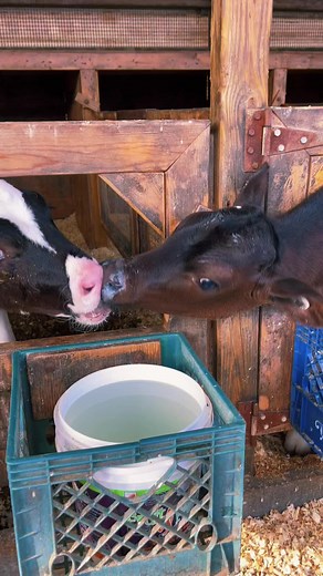 Adorable Baby Cows Compilation