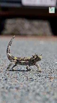 How the Thorny Devil Lizard Drinks Water Through Its Skin