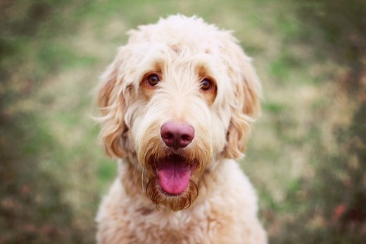 Adorable Goldendoodle Haircuts to Try on Your Stylish Pup