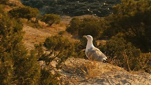 Seagull taking off near the sea - Free Stock Video