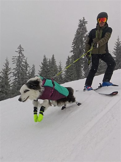 Skiing Adventures with Our Border Collie