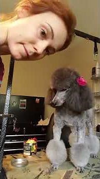 The easiest way to put bow on your dog hair