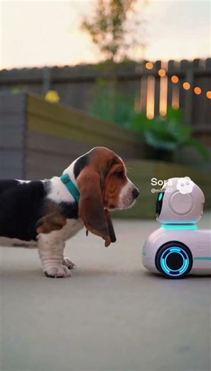 Puppy vs Robot!