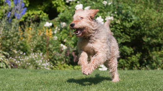 Is extinction likely for some British dog breeds? Here are the 35 listed as vulnerable