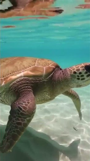 Uncover the Secret Lives of Flatback Sea Turtles 🐢