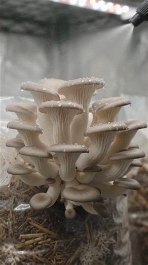 Mushroom Seeding to Harvesting! 😍 | Watch How Mushrooms Are Grown #Shorts