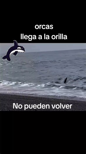 Orcas en la orilla del mar: un fenómeno natural