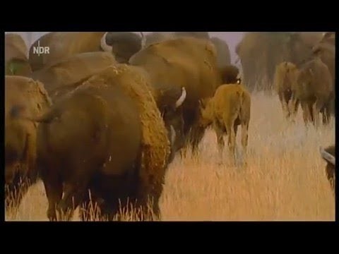 Head-Smashed-In Buffalo Jump - Travel Alberta, Canada