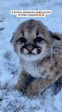 A family adopted a baby puma #shorts