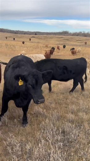 2.1K views · 24 reactions | November 7 at Stettler Auction Mart 2016 Ltd. We are bringing heifers to town bred black angus, red angus and Charolais. We have something for everyone. We hope to see you there. | Neilson Beef | Facebook