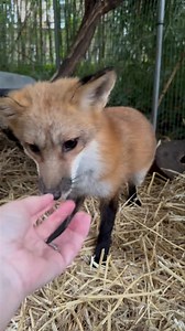 22K views · 2K reactions | Shawnee has graduated to a larger cage,...