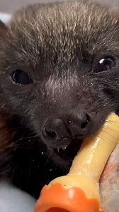 1.5K views · 3.6K reactions | Chi 殺 #greyheadedflyingfox #bats #flyingfox #rescue #baby #bottle #orphan #wildlife | Fly By Night Bat Clinic Victoria | Facebook