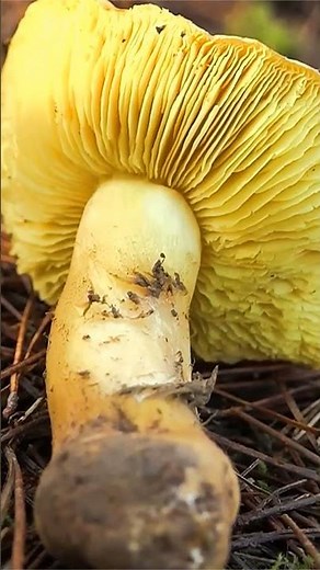 Рядовка зелёная (Tricholoma equestre) short #shorts