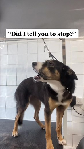 Bella wasn’t pleased her grooming was done 🤣 #doggrooming #dog #doggroomer