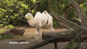 Birth of Bactrian camel delights staff at Cologne Zoo