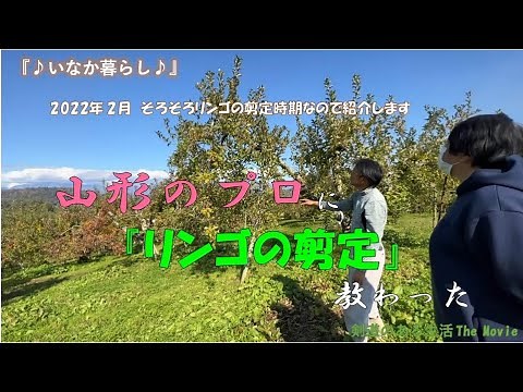 Beginners learn apple pruning from a professional