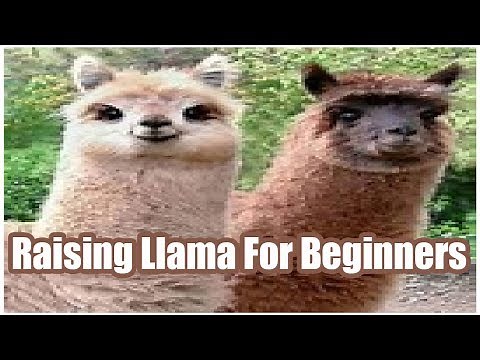 Raising Llama For Beginners