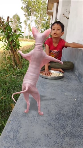 BiLLi boli meon meon🤡🐈🚩#cat #billi #animals #trending #shorts #viral #funny #ytshorts #shortsfeed !.