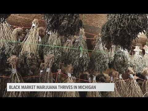 Black market marijuana thriving in Michigan | An exclusive look at a large-scale grow operation