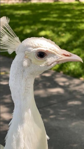 Albino peacock! 🦚 🤩