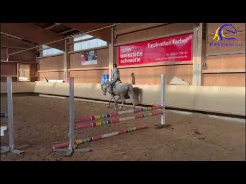 2021 Gelding by Cellestial Flatwork FOR SALE