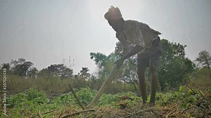 A shot of a farmer digging up the soil with Pickax or Mattock against the afternoon hard sun. A poor hard working man digging a fertile farmland with Pickaxe or hoe in the harsh summer sunlight