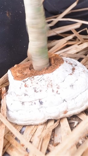 How I Made Fire in the Forest with Nothing | Forest Paths