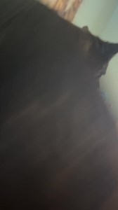 13K views · 1K reactions | Twinkle toes understood the assignment | Ten Shakes of Grace | Facebook