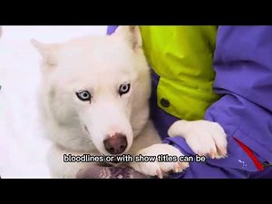 What Is the Price of a Siberian Husky? | Husky Puppy Cost & Breeding Quality Explained