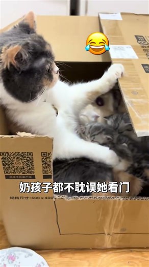 这个喂奶姿势真绝 #打工赚猫粮 #猫咪看店
