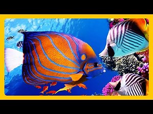 Stunning Aquarium & Relaxing Music For Relax Meditation RELAXING MUSIC HD 1080P Screensaver