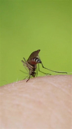 🔴👉🏻Alerta en Santa Cruz. Más de 3.800 casos de chikungunya en solo dos meses. #Salud #Chikungunya #SantaCruz #AlertaSanitaria #explainer | El Explainer
