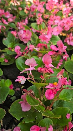 Begonia semperflorens – Sea of Flowers in Full Bloom 😍