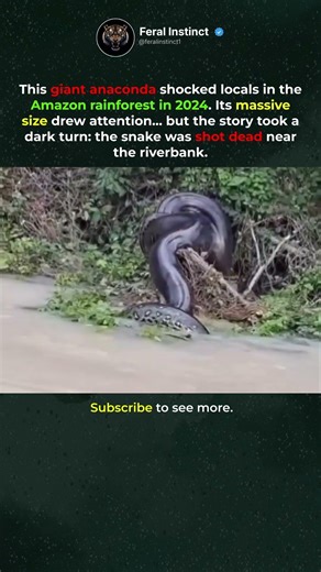 Massive Anaconda Found Near Amazon River
