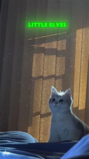 Mom, why can't I catch these little elves? 🧚‍♀️😿 #funny #cat #cute
