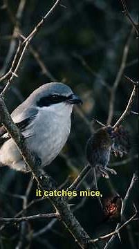 The Bird That Impales Its Prey Alive | Loggerhead Shrike Facts