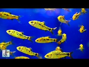3 HOURS of Relaxing Aquarium Fish 🐠 Calming Fish, Aquarium & Relaxing Piano Music for Stress Relief.