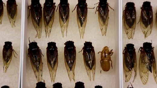 2.6K views · 68 reactions | Scientists are expecting hundreds of billions of cicadas to pop up across parts of the United States this spring. For the first time since 1803, two broods of the loud bugs will be emerging and overlapping | Reuters | Facebook